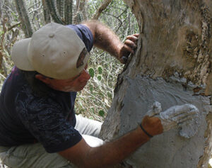 Photograph of Keeper of the Wild, Ranger Pablo Millán, applying plaster to net to repair a damaged nest. © José Manuel Briceño.