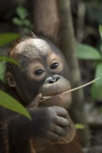 A young Orang-utan in the wild. © Chris Perrett / naturesart.co.uk.