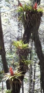 Bromeliads in the trees of Sierra Gorda