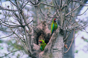 Two Great Green Macaws in a tree at Cerro Blanco