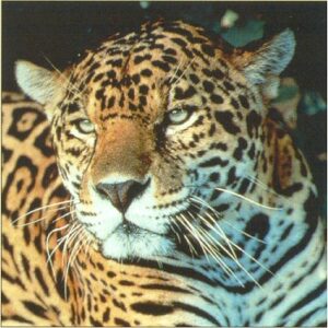 Close up of a Jaguar. © Kevin Schafer / PfB