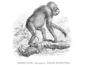 Line drawing of an Orang-utan.