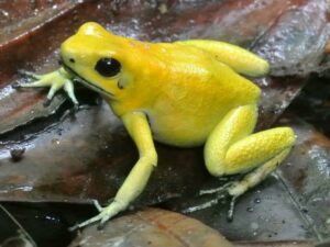 Photograph of a Golden Poison Frog