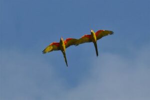 Photograph of two Red-fronted Macaws flying overhead