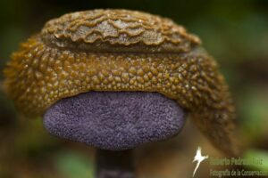Photograph of Echinix rugosa on a purple mushroom.