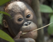 Baby Orang-utan. © Chris Perrett / naturesart.co.uk.