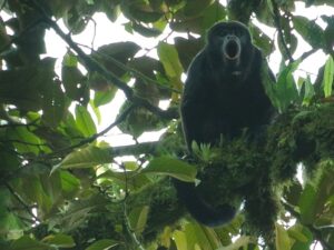 A Howler Monkey looks down from a tree in Río Canandé Reserve