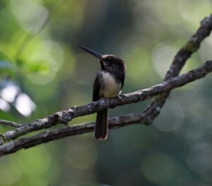 Three-toed Jacamar perched on a branch in the forest. © Steve Cale.