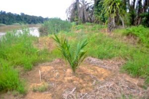 An oil palm sapling planted close to the river's edge
