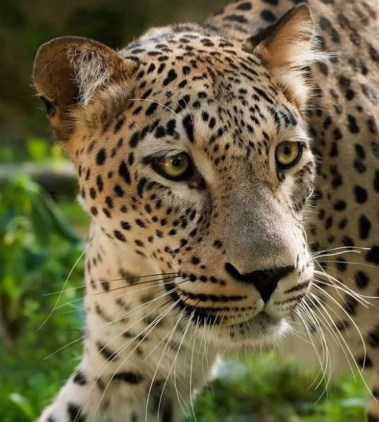Caucasian Leopard