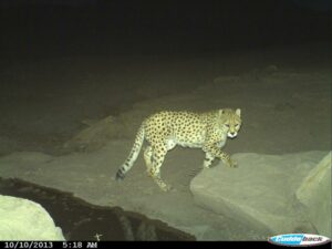 Camera-trap image of an Asiatic Cheetah at night in Miandasht Wildlife Refuge.
