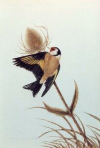 Goldfinch feeding on a teasel head (print).