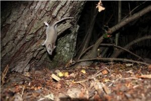 Camera-trap image of a grey dormouse with a long tail running down a tree.