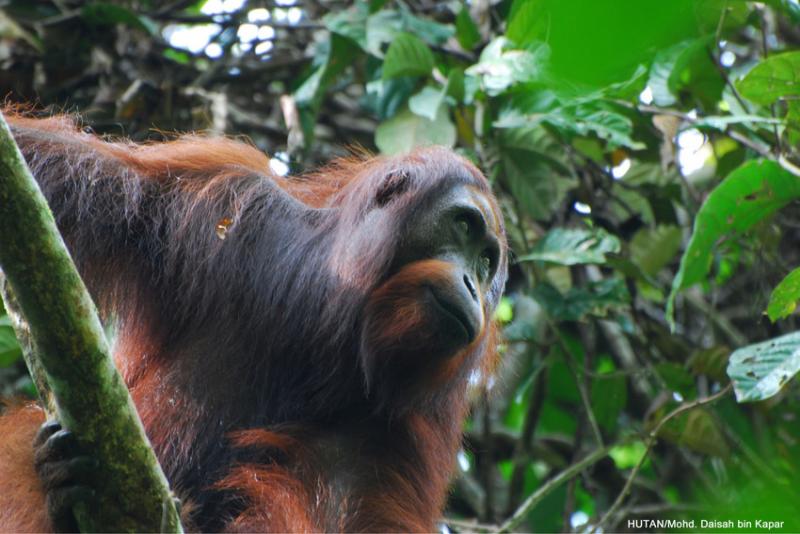 Adult male Orang-utan in Kinabatangan.Credit: HUTAN-Mohd Daisah Kapar