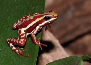 Phantasmal Poison Frog, dark red with white stripes.