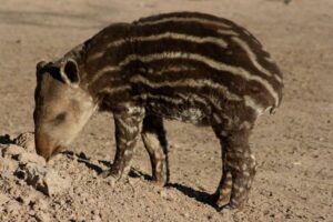 A young South American Tapir