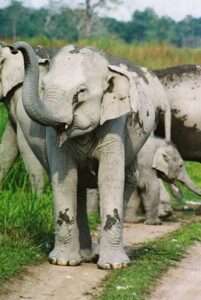 Herd of Indian Elephants in India.
