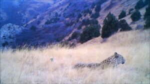 Still from camera-trap video: leopard lying in long grass