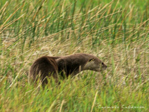 Neotropical Otter moving through grass.