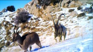 Video still of two Bezoar Goats, one with long horns, on a snowy hillside.