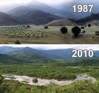 Treeplanting and wetland restoration over 25 years have already transformed REGUA's Guapi Assu reserve