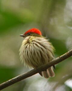 A bird with feathers fluffed up and a red head.