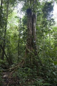 Borneo rainforest tree.