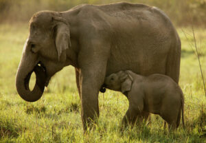 A female elephant suckles her young calf in a protected area in Jim Corbett National Park of northern India.