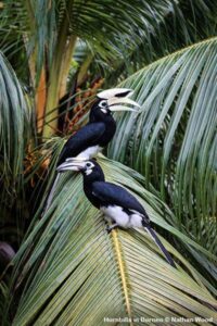 Pair of Asian Pied Hornbills sitting in a palm tree (not oil palm) in Borneo.