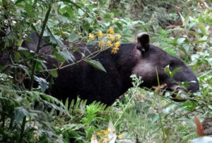Tapir in undergrowth