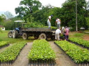 In the tree nursery, rangers load plants on to a flat bed truck.