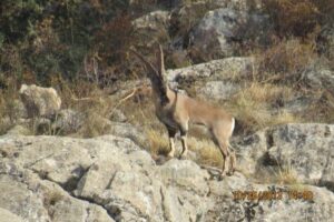 Male Bezoar Goat in the rocky landscape of the Caucasus Wildlife Refuge.