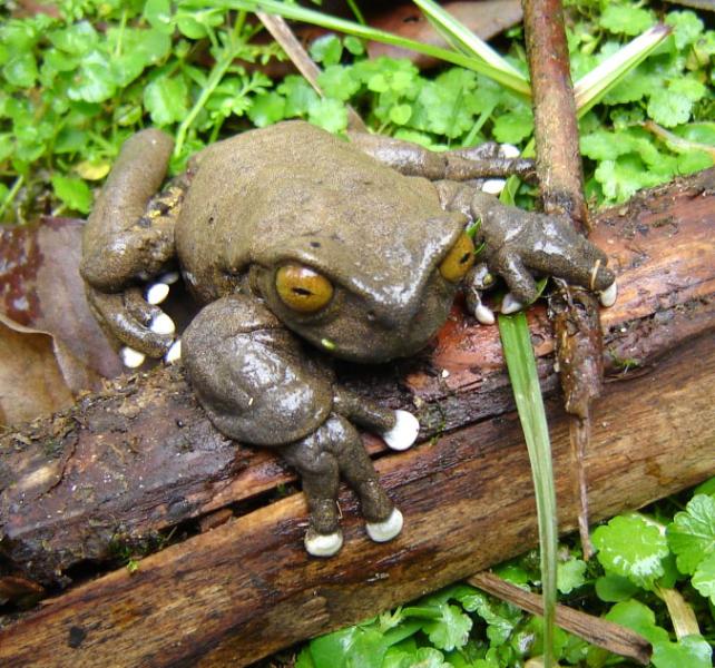 Photo of a tapichalaca treefrog, Hyla tapichalaca