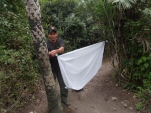 Ranger Edenilson hangs a white sheet between two trees (a moth wall)