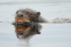 Giant Otter with head above water.