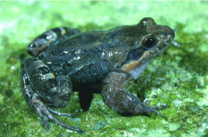 Honduran White-lipped Frog