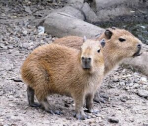 Baby capybara at Chessington World of Adventures .
