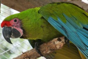 Great Green Macaw.
