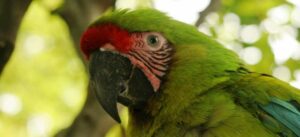 Great Green Macaw in Cerro-Blanco Reserve, Ecuador