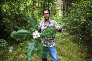 Roberto Pedraza holds up the rzedowskii species of magnolia.