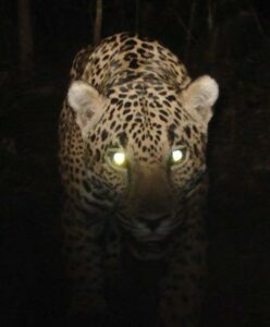 Close up of a Jaguar at night, a detail of a camera-trap image from Sierra Gorda.