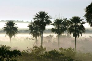 Chaco-Pantanal landscape