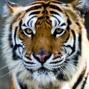 Tiger portrait. © konmesa.