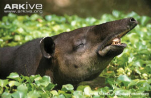 Baird’s Tapir (Tapirus bairdii)