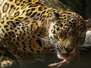 If WLT is able to fund more land purchase in the Chocó then more potential habitat for Jaguars will be saved.