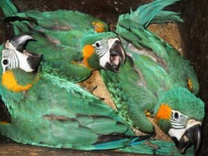 Three Blue-throated Macaw chicks in a nest box.