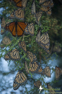 Monarch Butterflies in Sierra Gorda.