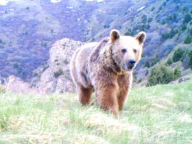 Syrian Brown Bear, trail camera image. © FPWC.