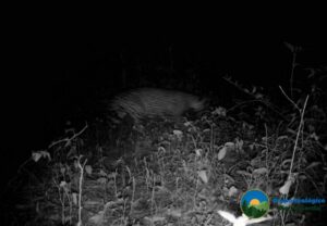 Trail camera image of a Jaguar at night in Sierra Gorda.
