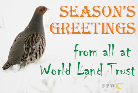 Common Partridge in Caucasus Wildlife Refuge overwritten with the words Season's Greetings from all at World land Trust.